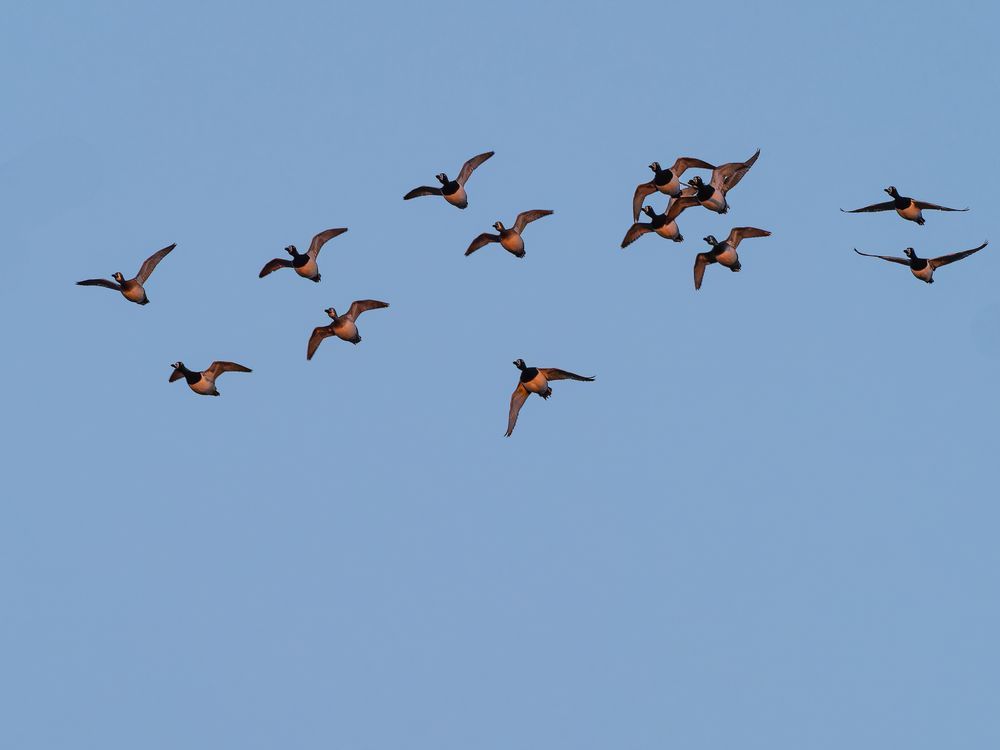 Ring-neck Ducks