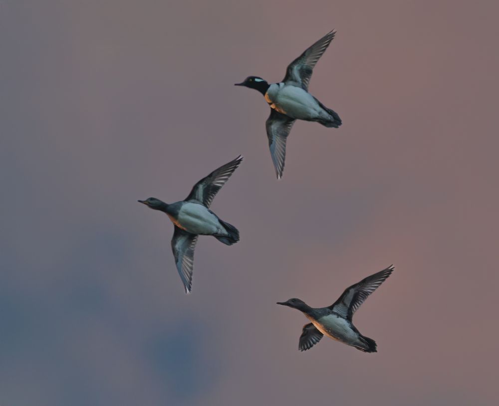 Bufflehead