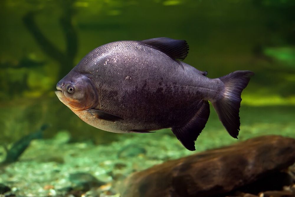 Combinação de agrotóxicos e mudanças climáticas pode matar peixes amazônicos