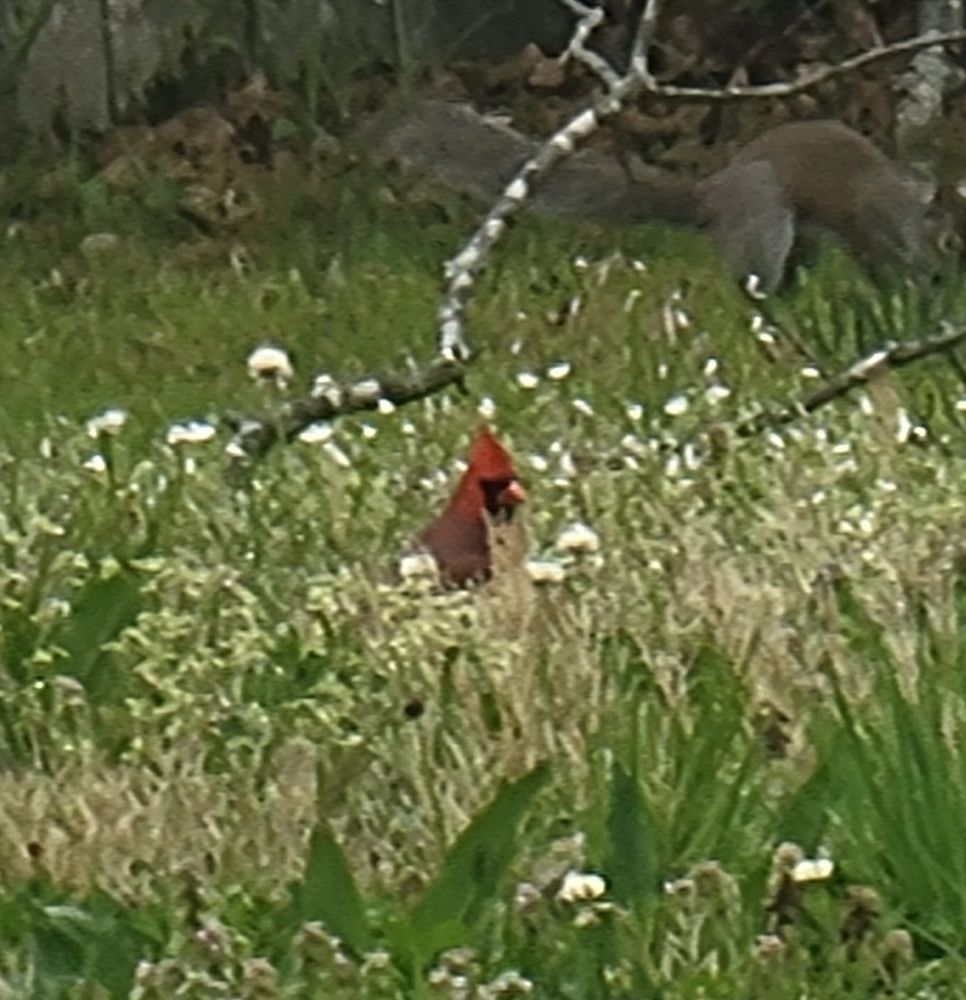 Male cardinal in grass. He's invisible, trust.

There's also a squirrel in the background 