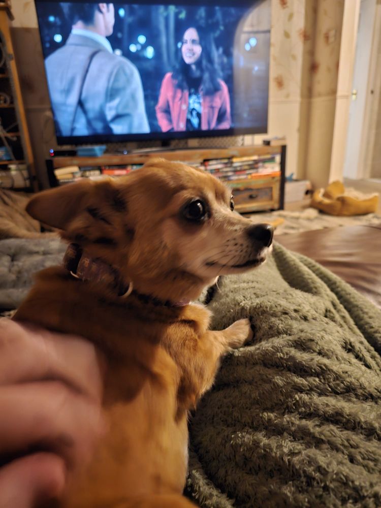 A chihuahua corgi cross dog