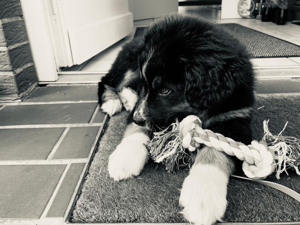 Bernersenne / Australien Shepherd Welpe.