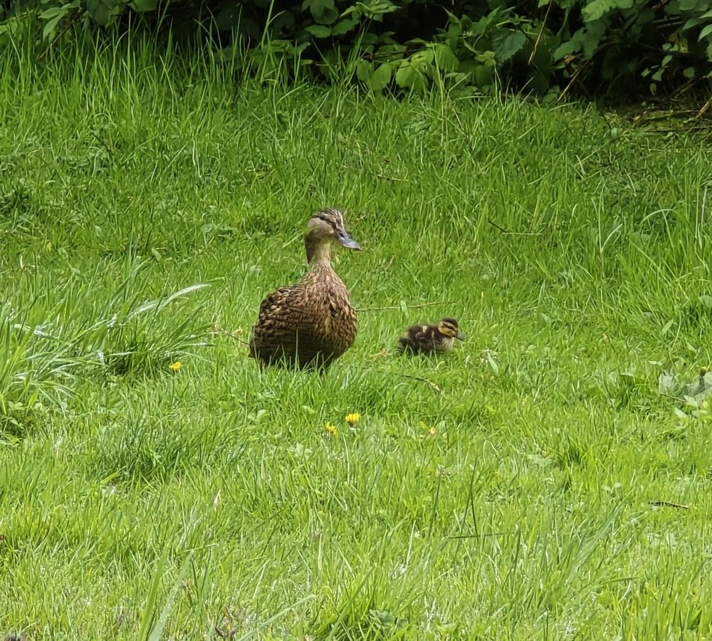 Image of an adult female mallard duck with a small duckling beside her.