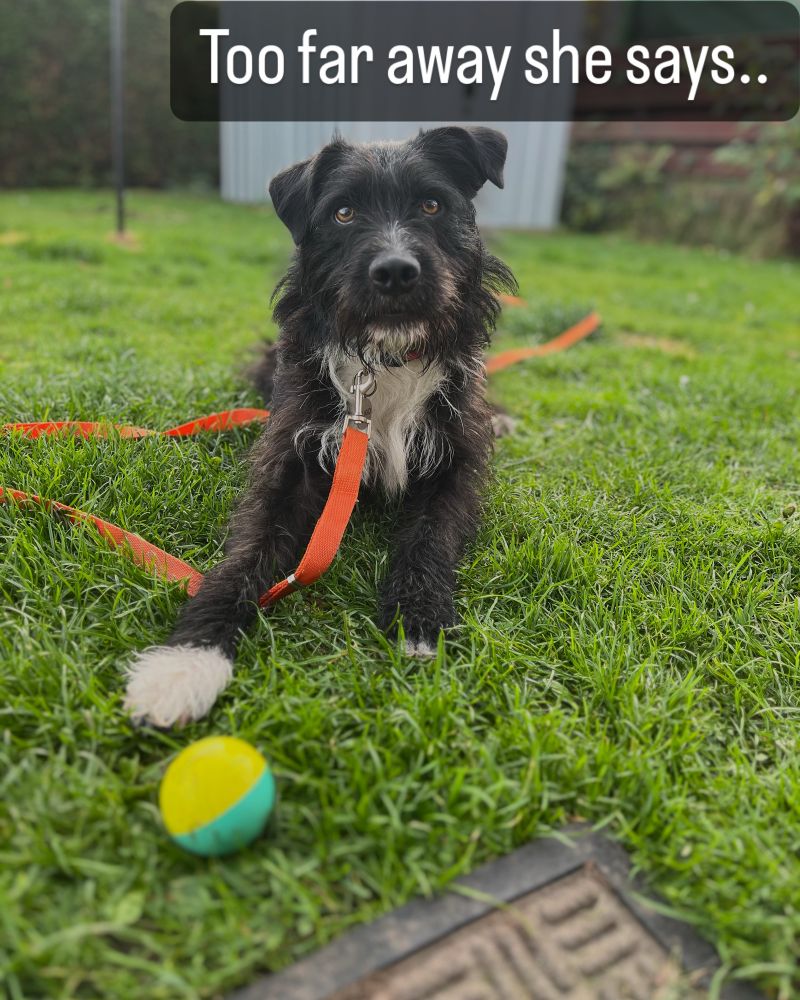 Black and white Patterdale collie cross dog laying on the grass with a ball waiting to play