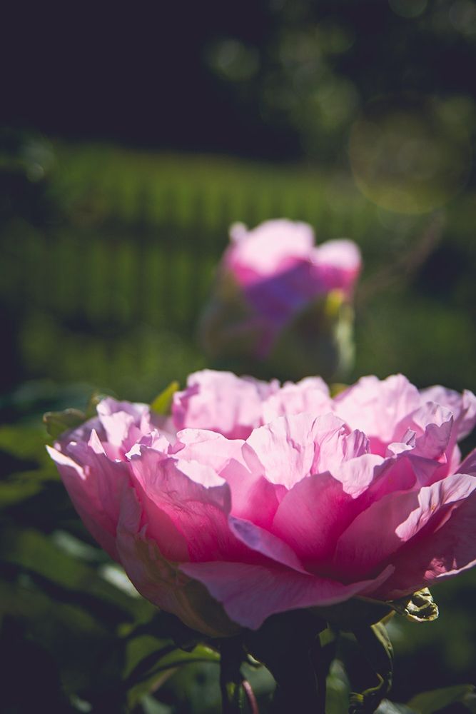 a pink peony flower in front of dark green foliage