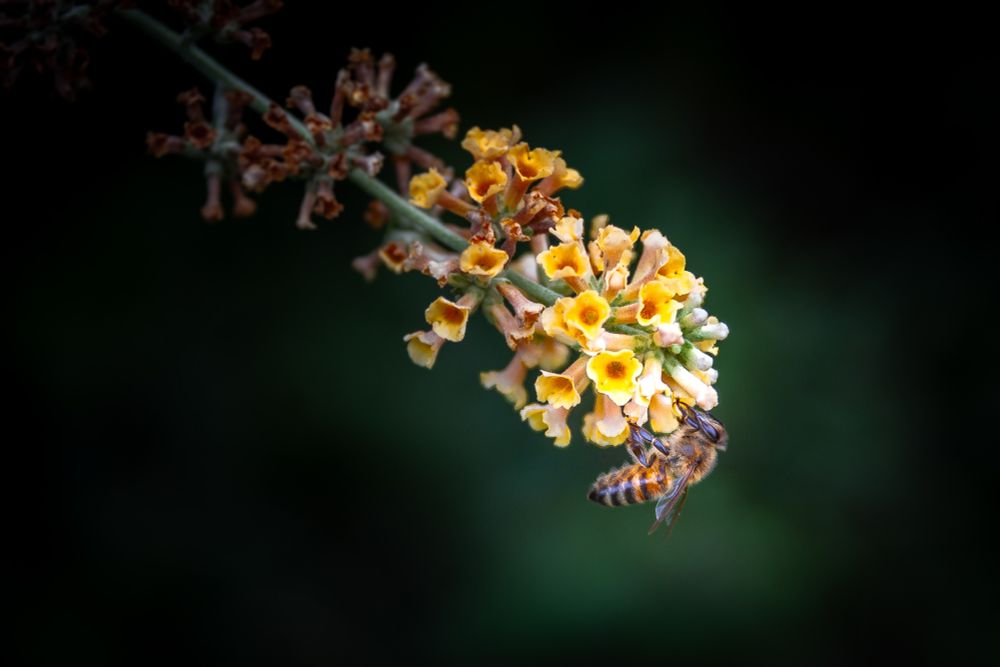 A bee sits on the flowers of a yellow-flowered butterfly bush and sucks nectar.
