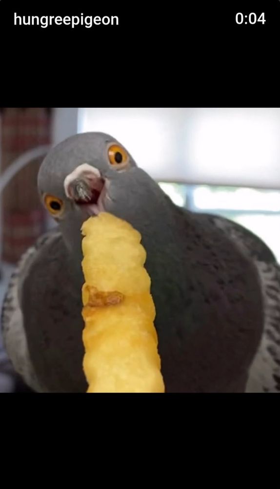 photo by @ hungreepigeon

A full front view of a grey pigeon eating a krinkle cut friench fry. 

It is hilarious as the birds beak is wide open and just about to take a huge bite out of that french fry. It's little orange eyes look almost crossed and excitement as it Dives in to get as many carbs as it can in it's tiny little gob. 


