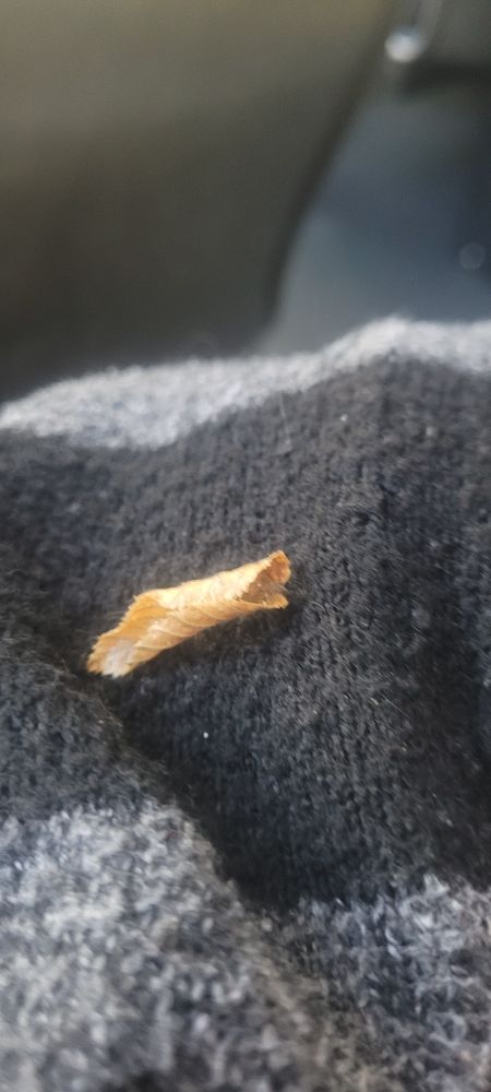 A small yellow leaf, about an inch long all yellowed curled up into itself, the very first sign of the Autumn to come.

I've also noticed the trees aren't as green, they're starting to take on a yellow tint turning them from a deep green to a lighter, yellow green. 

