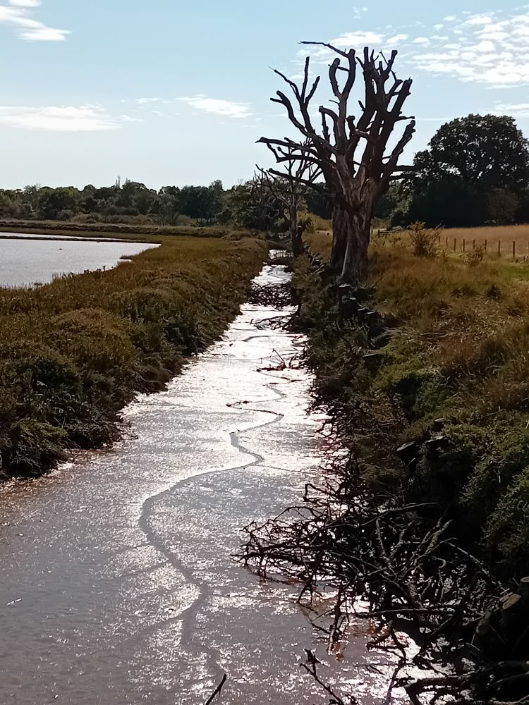 Fingringhoe Wick. The sun reflected off of the mud.