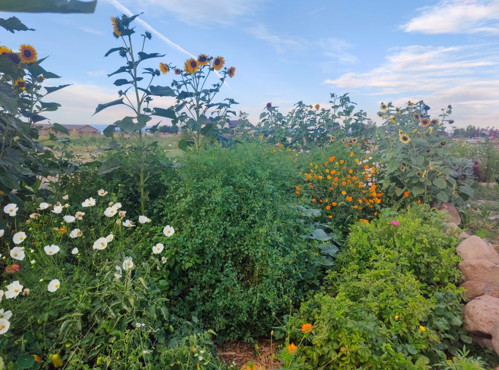 A message garden with tomatoes, potatoes, sunflowers, cosmos, and nysterniums visible