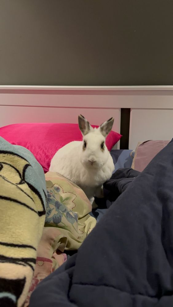 White rabbit sitting in the blankets on a bed