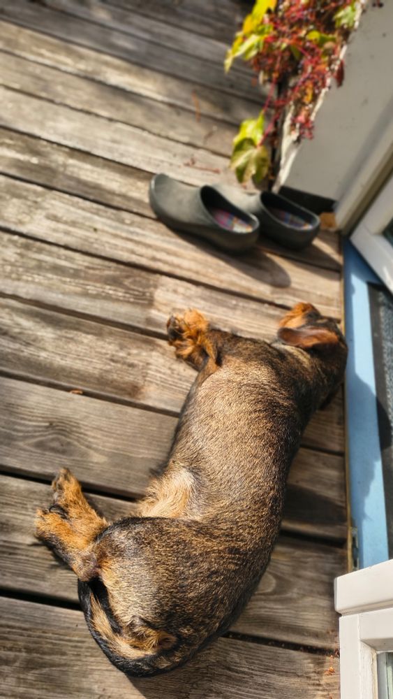 Sausage dog enjoying sun 