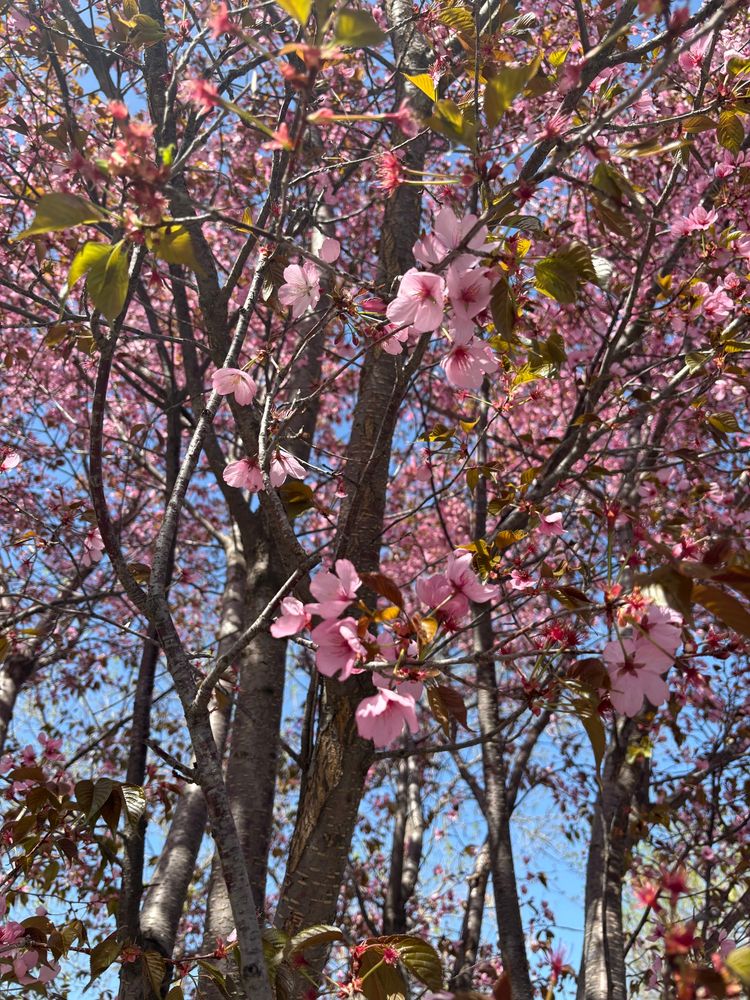 ボタニカルガーデン。桜みたいだけど桜じゃない。
