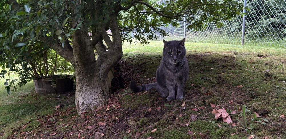 a cute cat sitting under a little tree