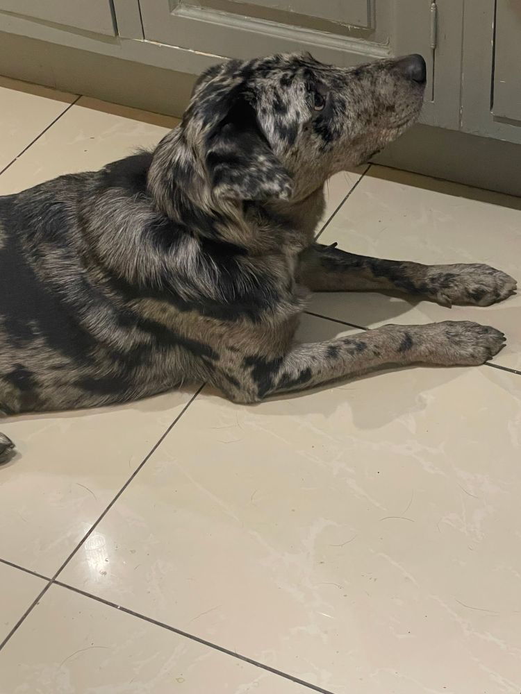 A grey and black Borador dog staring up intently at his owner eating.
