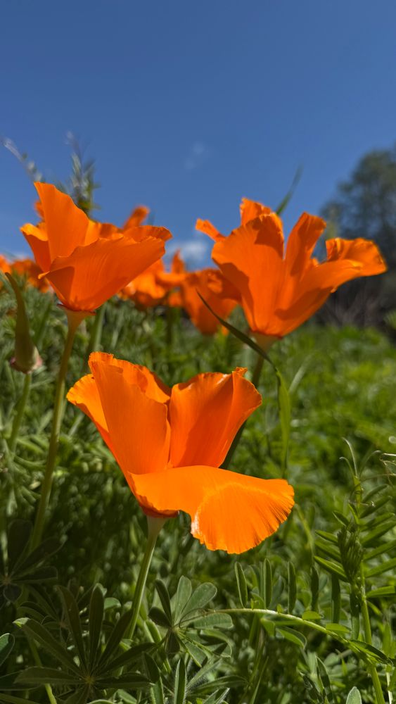 California poppies in front of blue sky