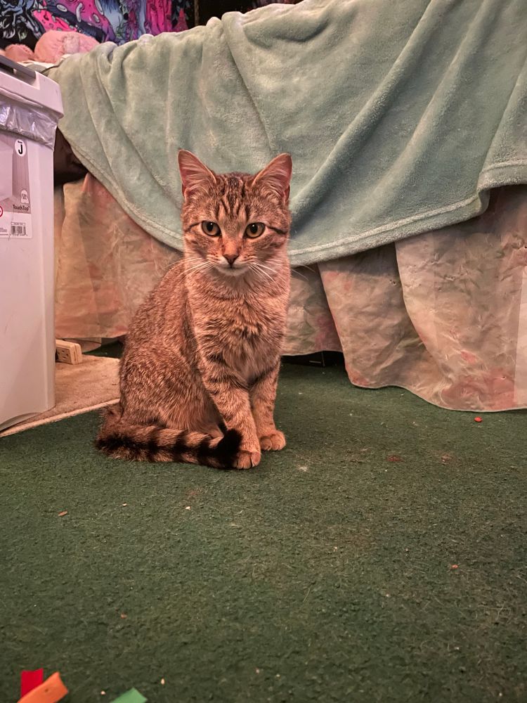 A striped cat that looks like a hobbit 