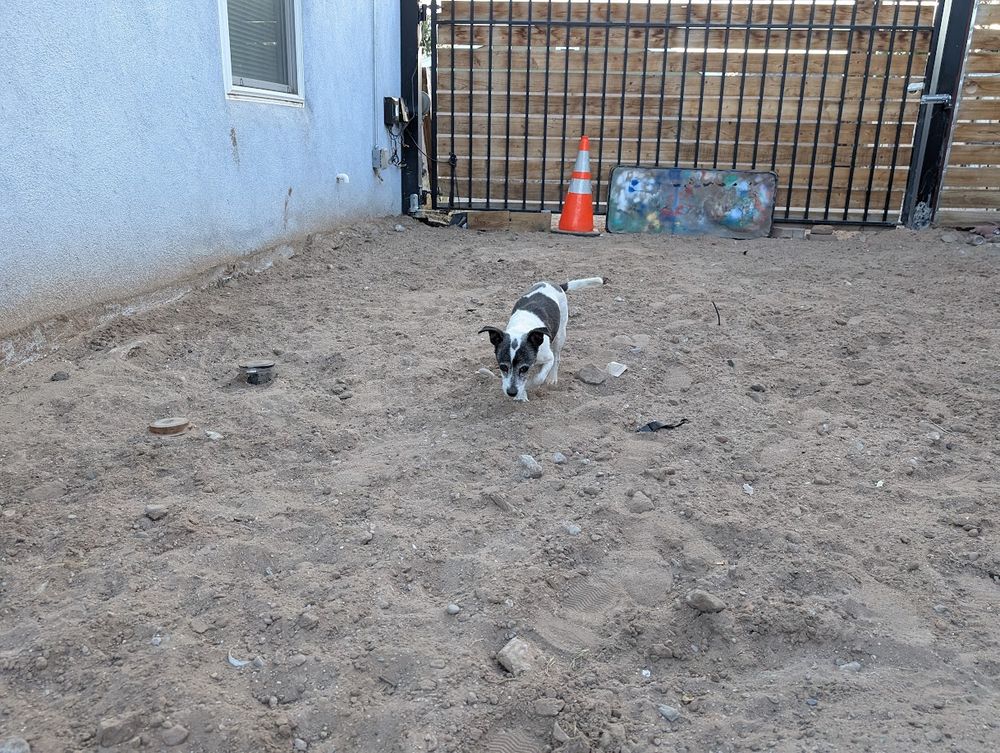 A black and whtie dog in a dirt lot