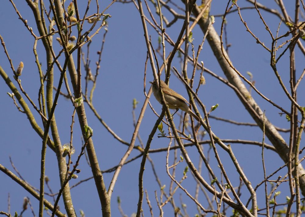 A shy Chiffchaff flits through the branches, calling out its name