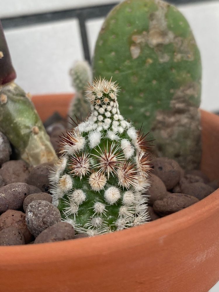 徒長して、上の部分が細くなっている小さなサボテン。徒長部分にはふわふわとした白い毛が生えていて棘がないが、細く伸びている先端部分だけ、元気な棘が生えている。