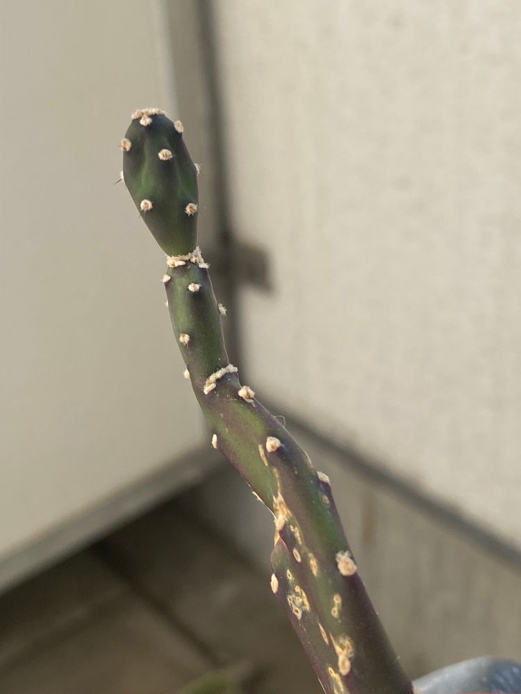 サボテンの墨こけし。1番先端の節が、以前より凹凸がある形になっている。