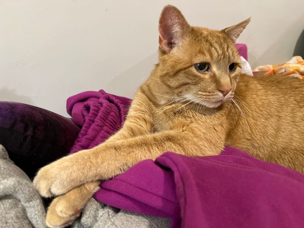 an orange tabby cat, Billy, lying on top of a pair of purple sweatpants with his front legs crossed 
