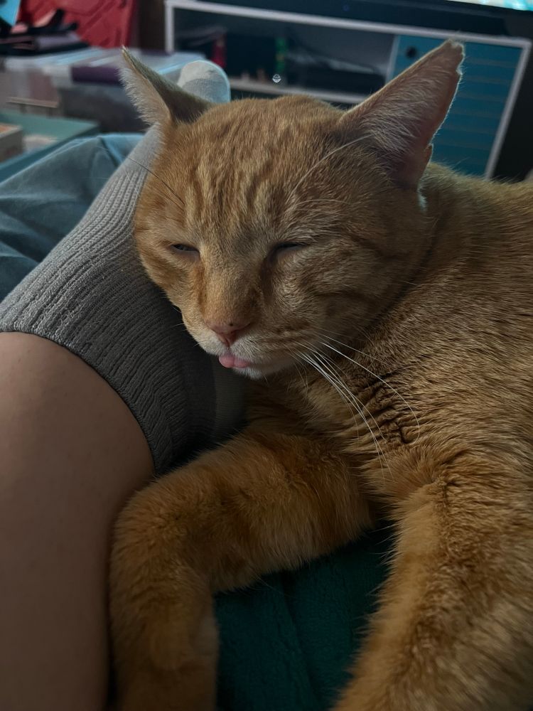 Billy, an orange tabby cat, resting his head on my gray sock as he sleeps with his tongue out 