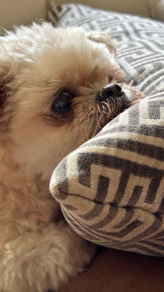 Penny - meine 14-jährige weise Bolonka-Dame im Denker-Modus 😂