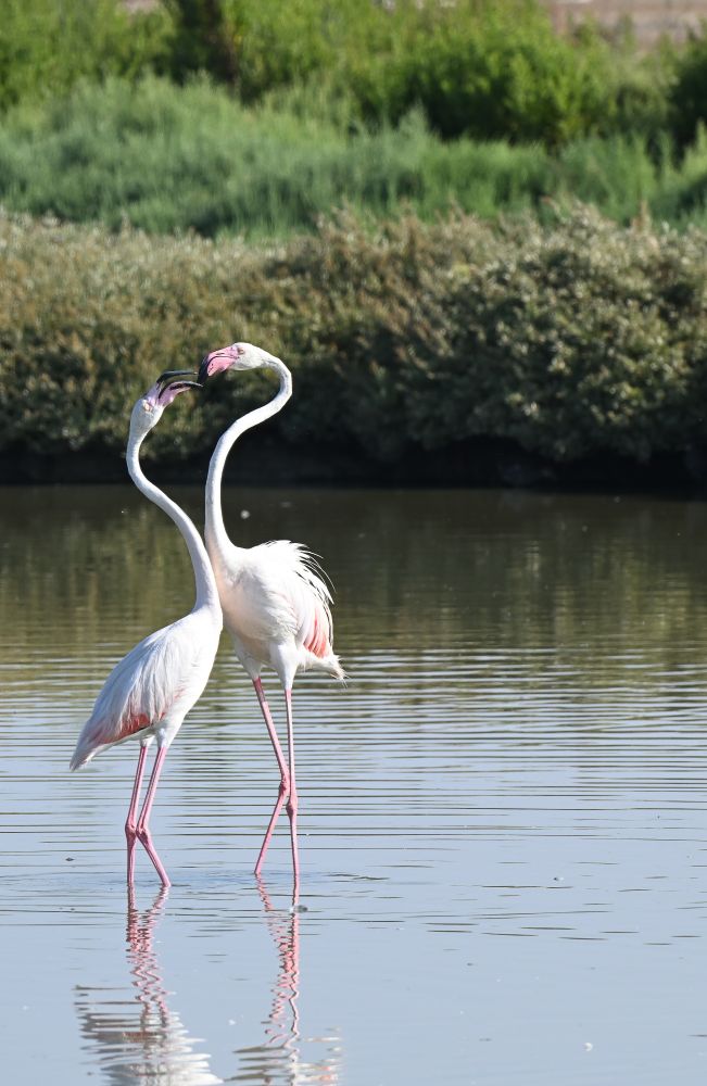 Dos flamencos peleando, el más alto con las plumas del lomo encrespadas. El otro con el pico abierto. 