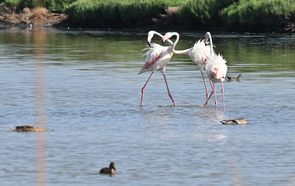 Tres flamencos peleando, los tres con las plumas del lomo encrespadas