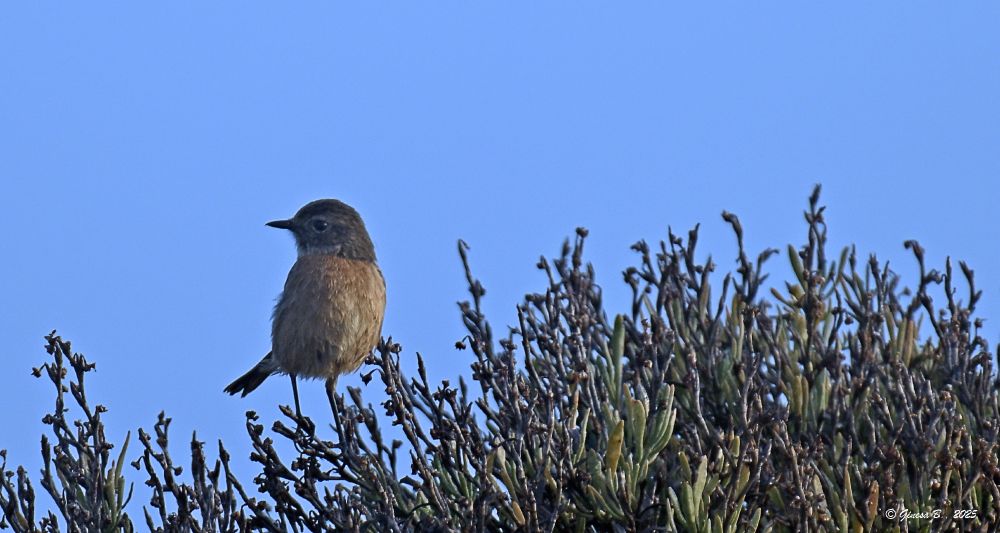 Hembra de tarabilla europea posada en las ramas superiores de un arbusto. Tiene el tamaño como de un gorrión, y el plumaje pardo, con la cabeza más oscura. En la garganta tiene como un collar de color casi blanco. No se ven las plumas de las alas, ya que está de frente con la cabeza girada hacia la izquierda de la foto