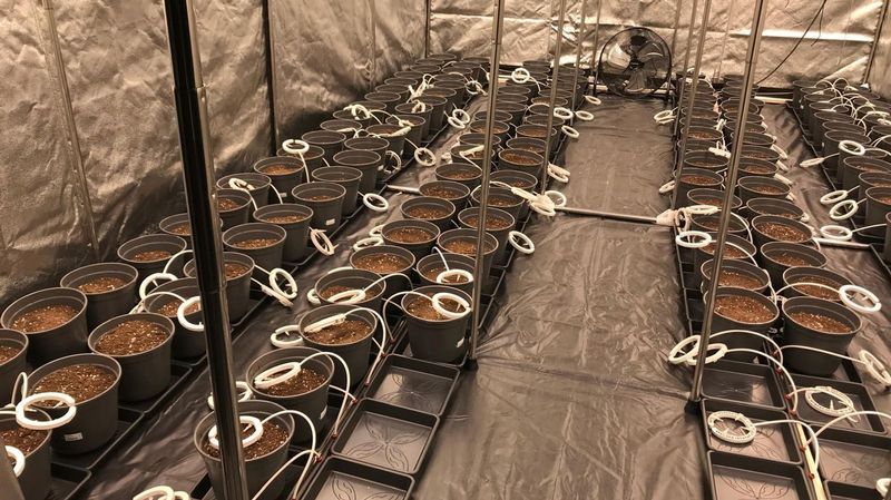 Bayerische Cannabisclubs kämpfen gegen Verordnungen