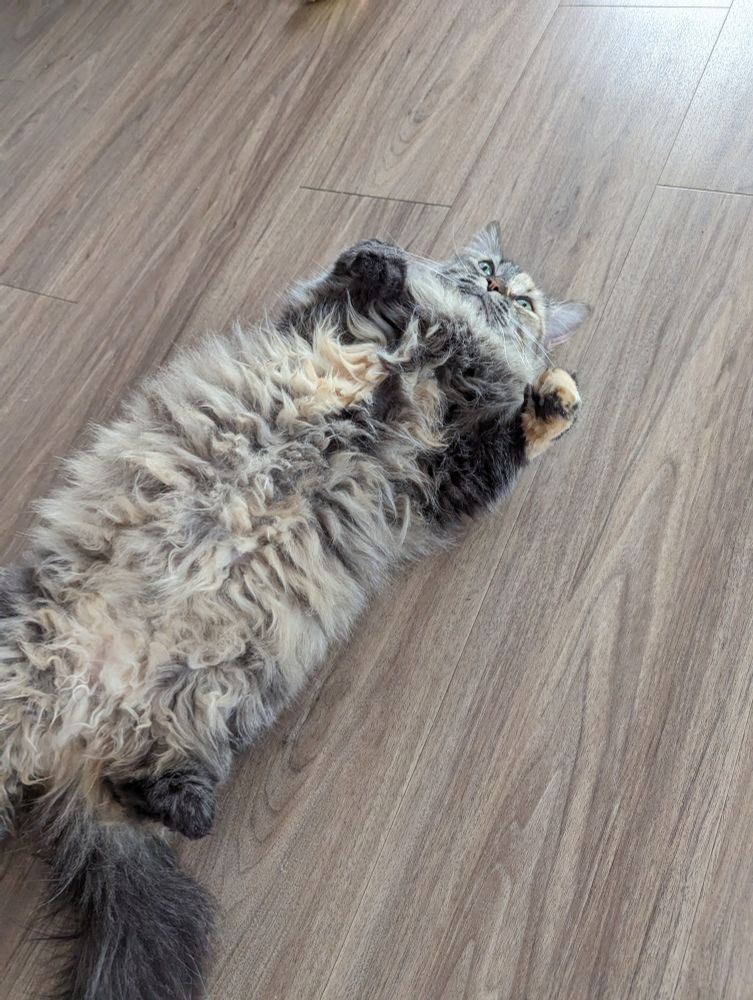 Une chatte sur le dos, exposant sa bedaine poilue.