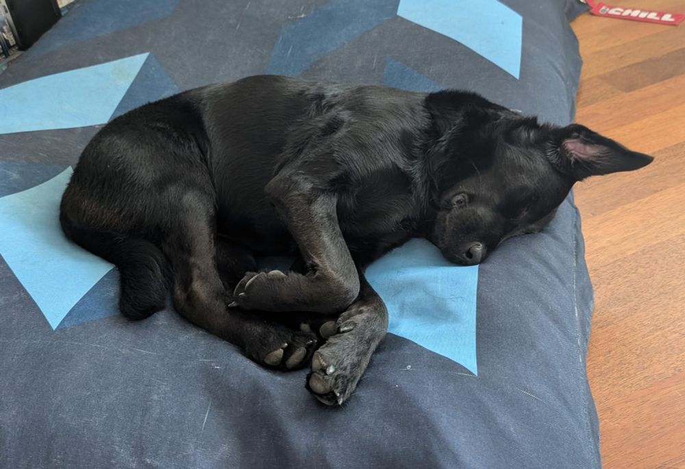 Photo de ma chienne Ahsoka qui dort comme un chiot sur son coussin.
