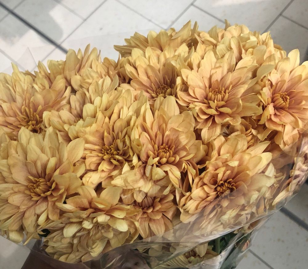 A bunch of golden coloured, mid-sized chrysanthemums held in one hand. The context is a supermarket (the tiled floor can be seen in the background)