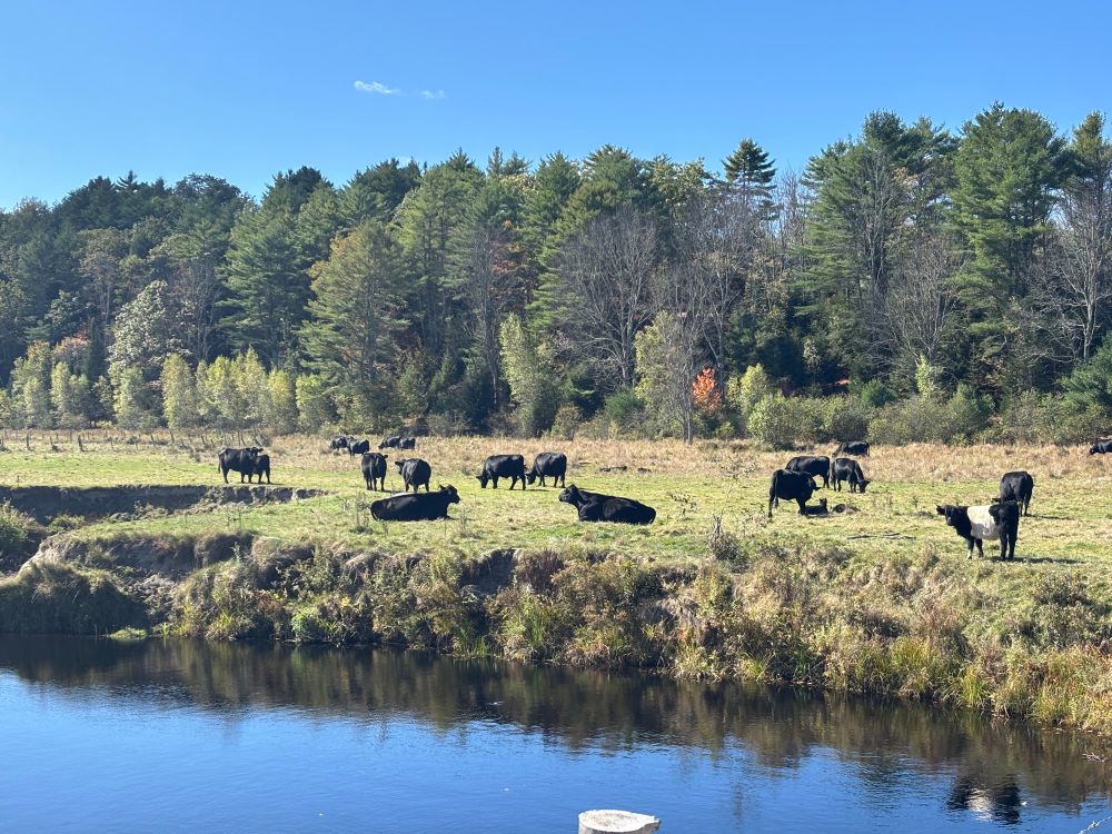 Cows lazing in a pasture in the East Cathance Stream estuary
