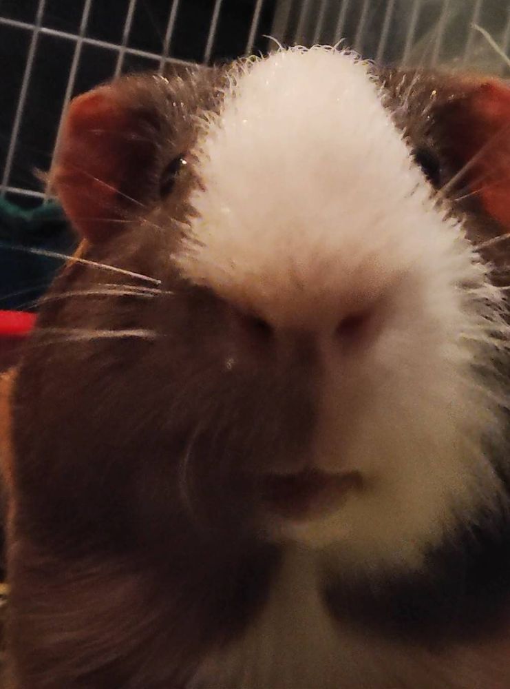 My pet guinea pig, Cappuccino, is facing the camera and is very close to it. He has a white stripe and brown fur on his face.  