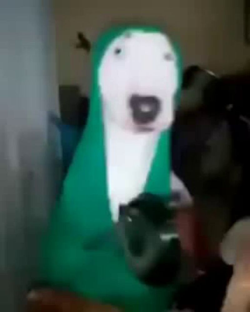 a white dog is wearing a green hoodie and holding a controller .