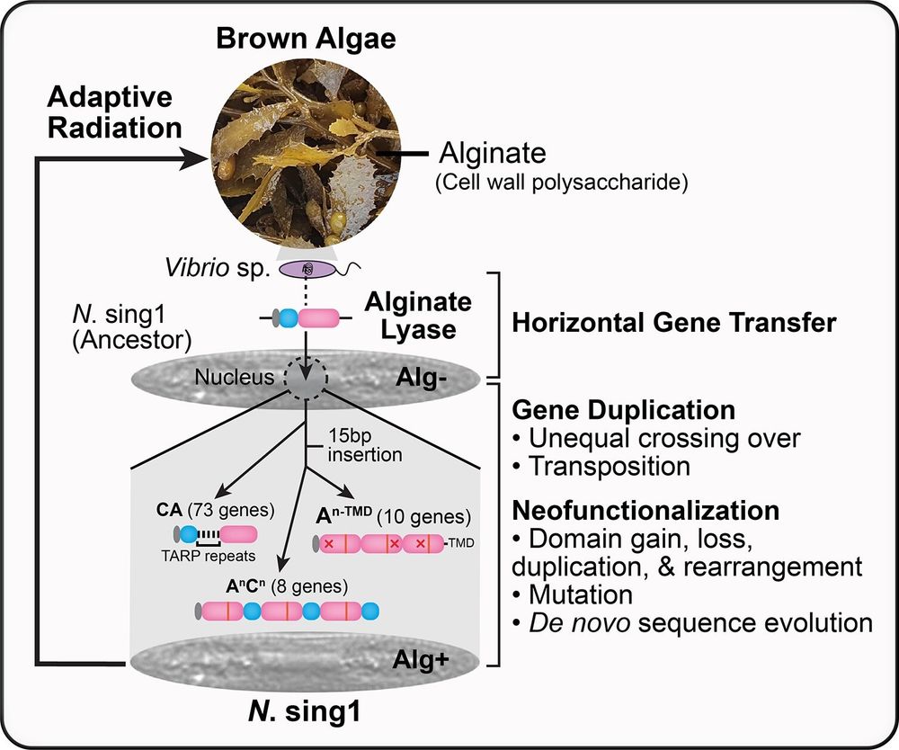 Summary of genetic events discussed in the article