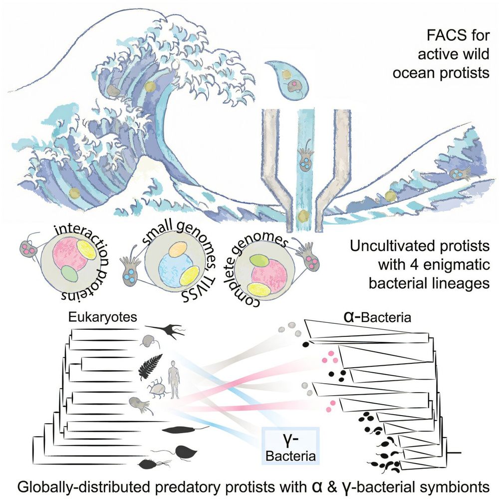 graphical abstracty of the study
