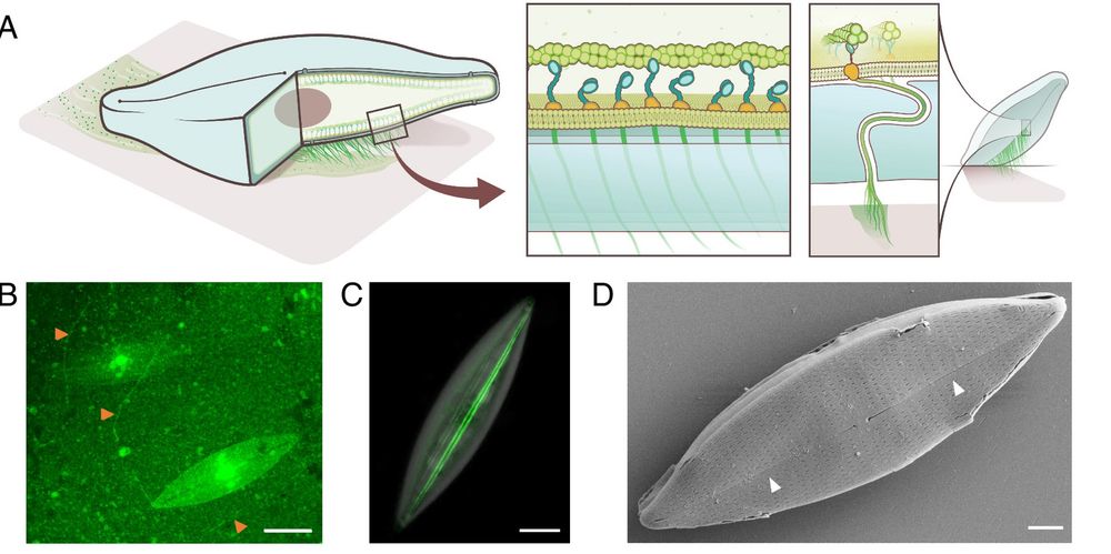 schematic pictures and microscopic photos showing various aspects of movement in single-celled algae