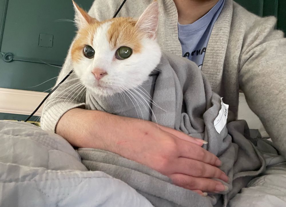 silly elderly cat balool bundled and wrapped in a blanket on my lap