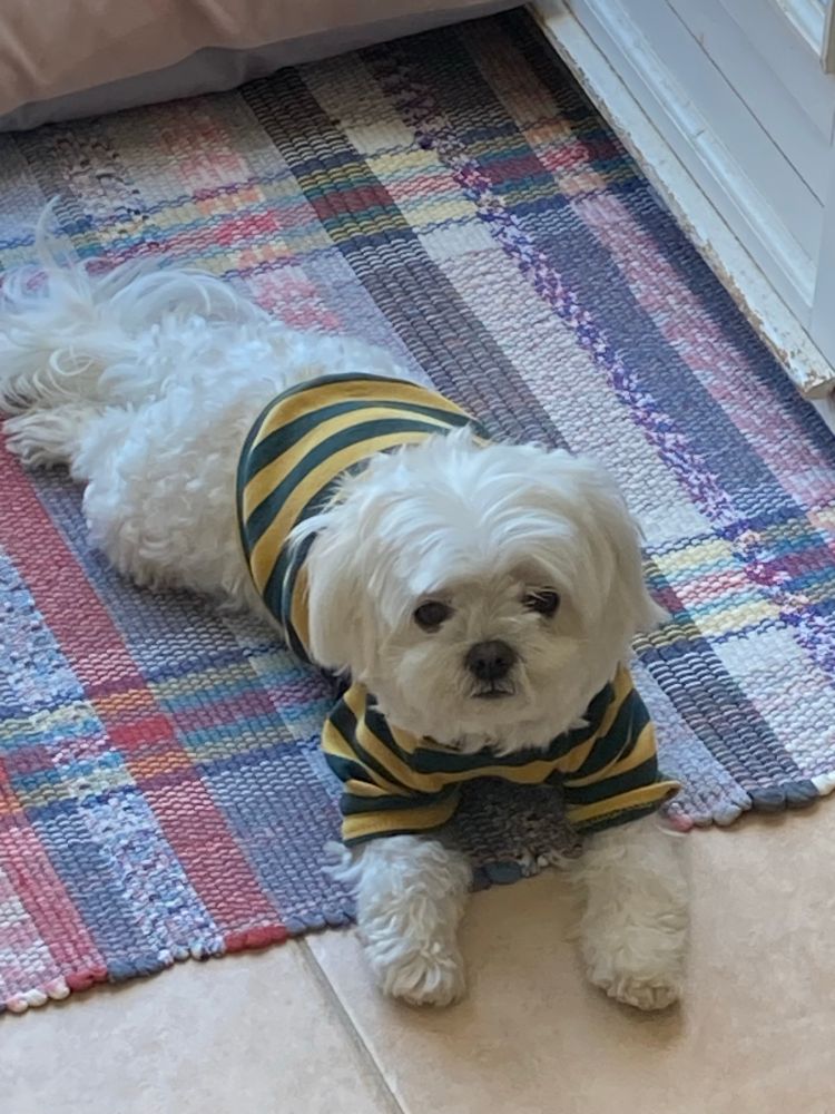 Coco, my bichon maltais, stretched out on her belly, chillin’ in her yellow & green stiped turtleneck.