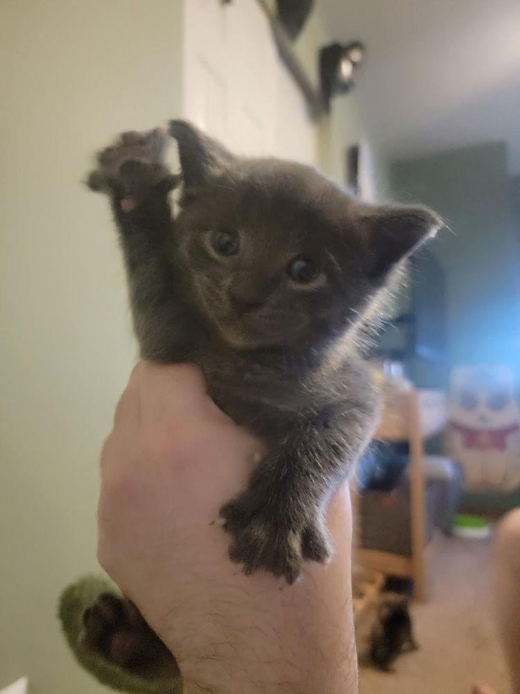 Grey baby kitten waves at the camera