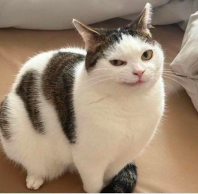 A white cat with tabby striped spots looks skeptically at the camera