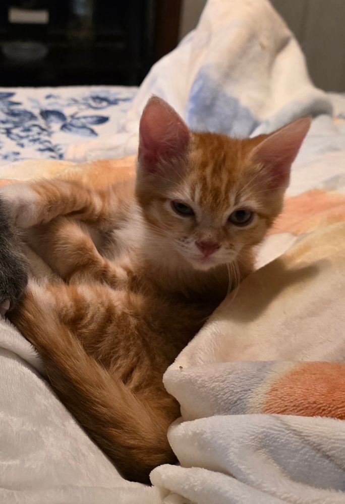 Orange tabby kitten 