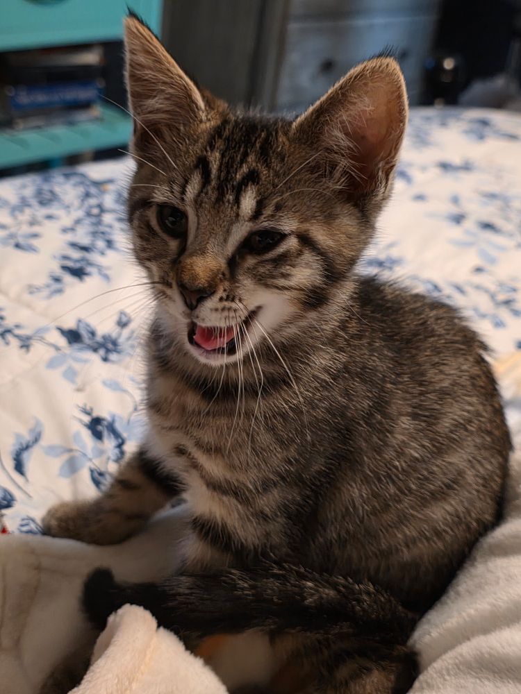 Kitten laughing at its own joke