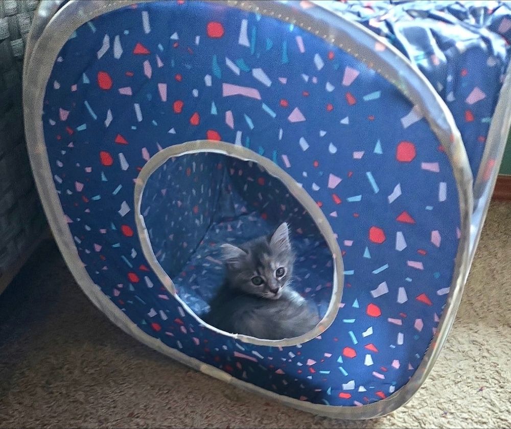 Little grey fluffy kitten in a blue pop up cube
