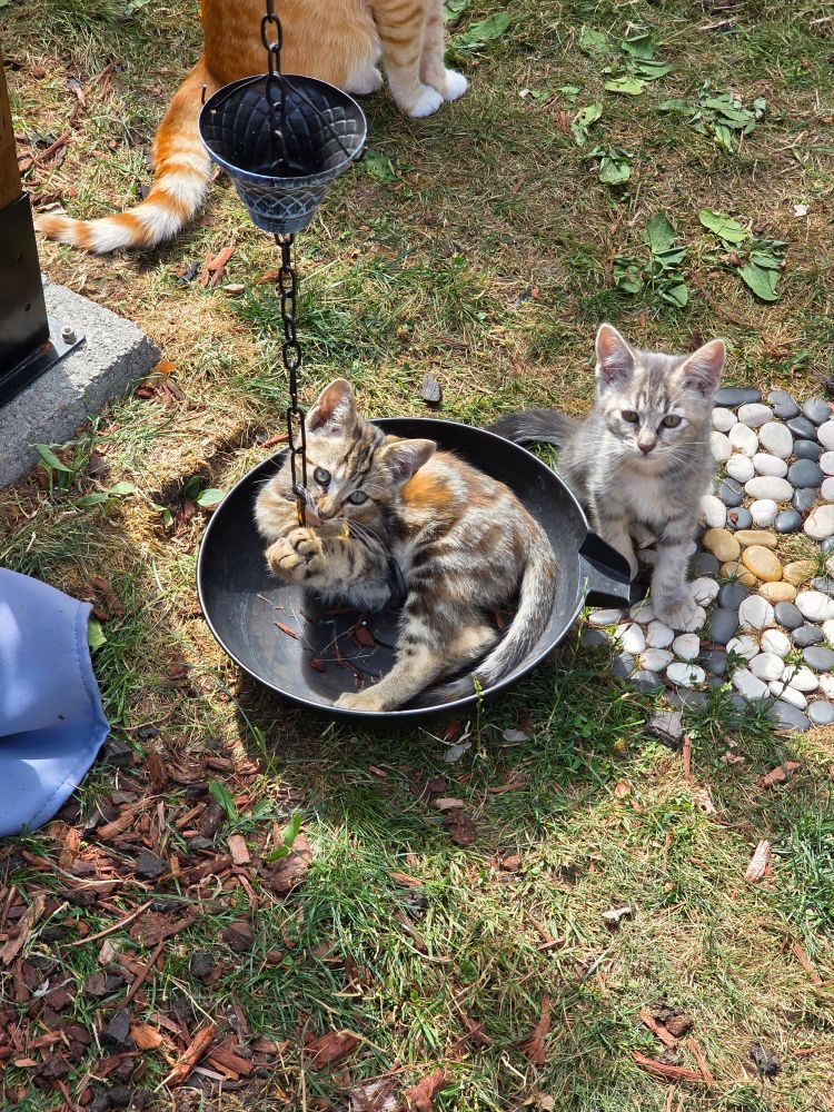 Two kittens playing with a rain chain
