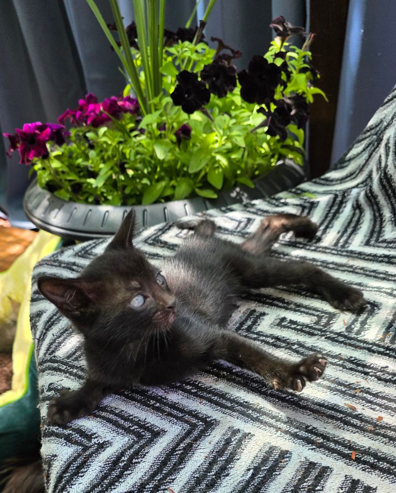 Little black kitten on a b&w surface with purple and black petunias behind it